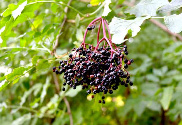 Der Holunder (Sambucus) zählt zur Familie der Moschuskrautgewächse und ist ab Ende Juli erntereif