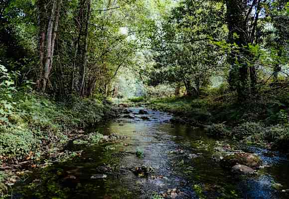 Idyllischer Bachlauf