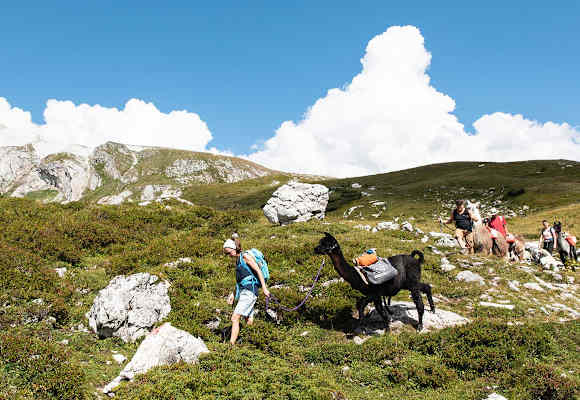 Wandern mit Alpakas und Lamas