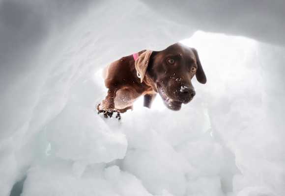 Hund schaut in ein Schneeloch