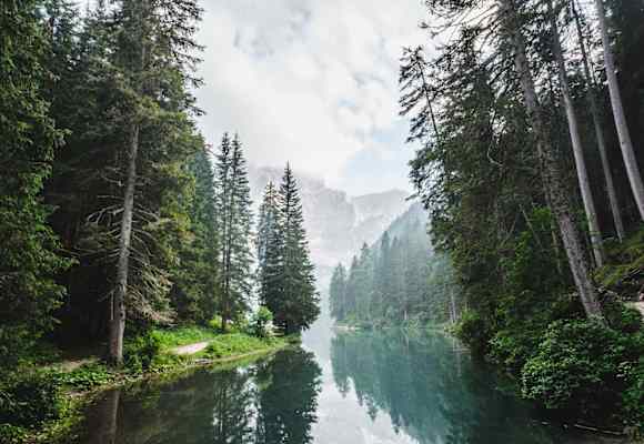 Wald in Südtirol