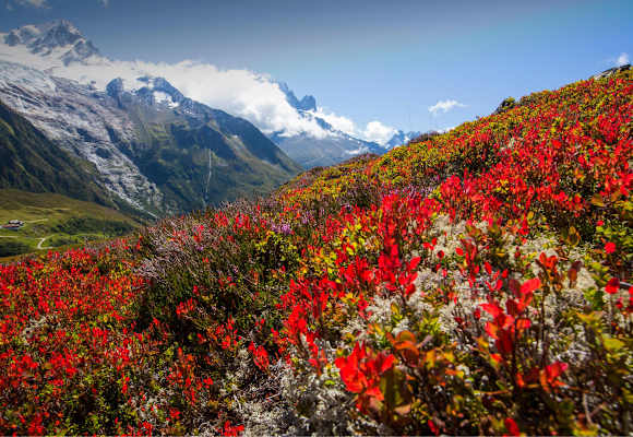 Die Farben des Spätsommers, im Hintergrund das Mont Blanc-Massiv
