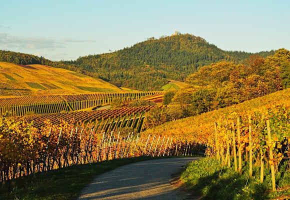 Die Weinberge und die Yburg in Baden Württemberg im goldenen Herbst. 