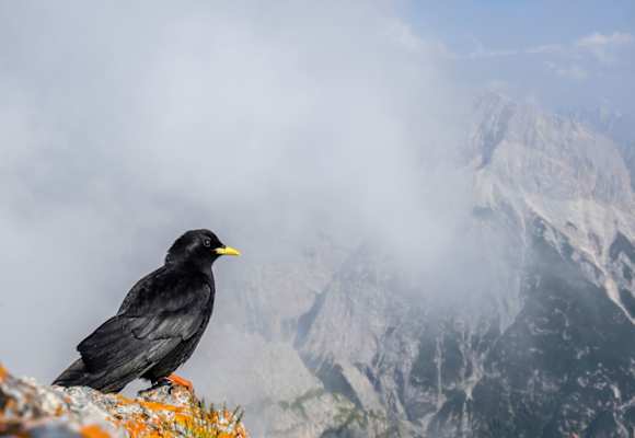 Alpendohle