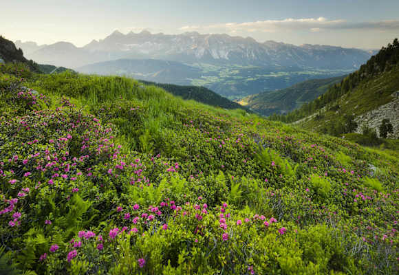 Ausblick auf das Dachsteinmassiv über dem Steirischen Ennstal