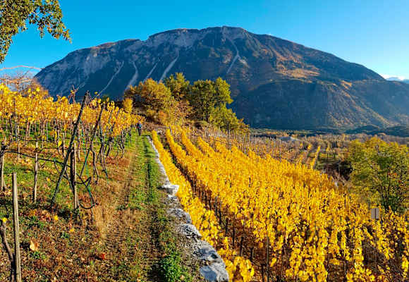 Spätherbstliche Wanderung durch die Weinhügel bei Siders im Kanton Wallis