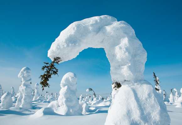 Gebogene Bäume durch Schnee in Kuntivaara, Finnland 