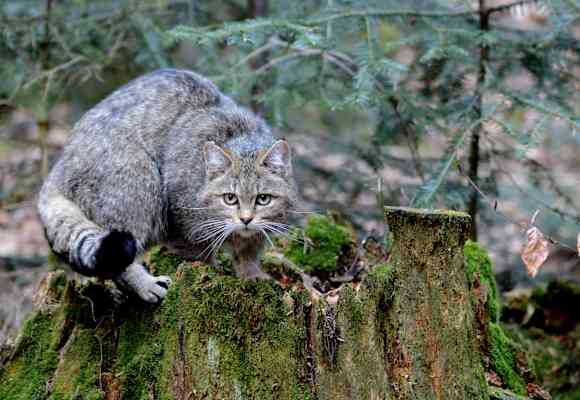 Die Wildkatze ist der Hauskatze sehr ähnlich: Ein typisches Merkmal ist der dicke Schwanz mit nicht verbundenen schwarzen Ringen und schwarzem, stumpfem Ende.