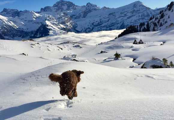 Völlig schwerelos scheint der gefellte Vierbeiner über die Schnellandschaft zu schweben, Kanton Uri, Schweiz