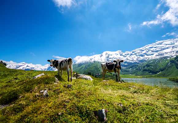 Wandern in der Zentralschweiz: Kühe entlang der Tour zum Engstlensee