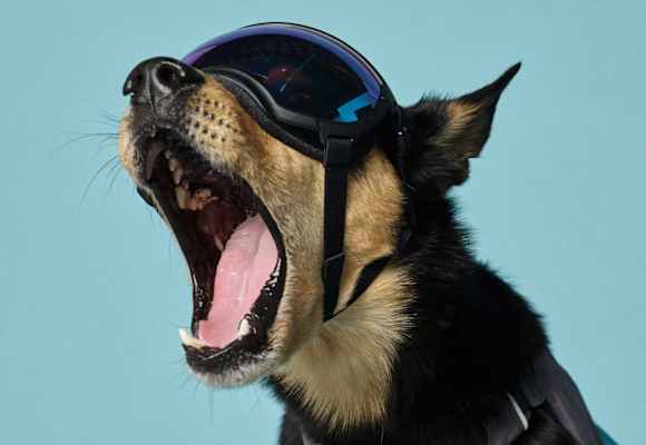 Mode für Hunde Hundebrille Rex Specs V2