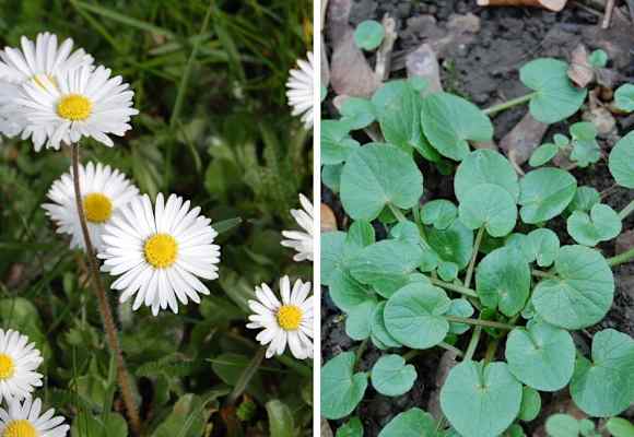 Die ersten Frühlingsboten: Gänseblümchen (links) und Scharbockskraut