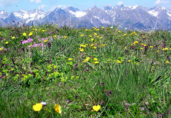 Blick vom blumenreichen Venet auf die Gebirgskette der Lechtaler Alpen in Tirol.