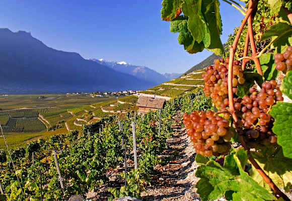Vom Weinstock zum Berggipfel: St.-Pierre-de-Clages - Grugnay