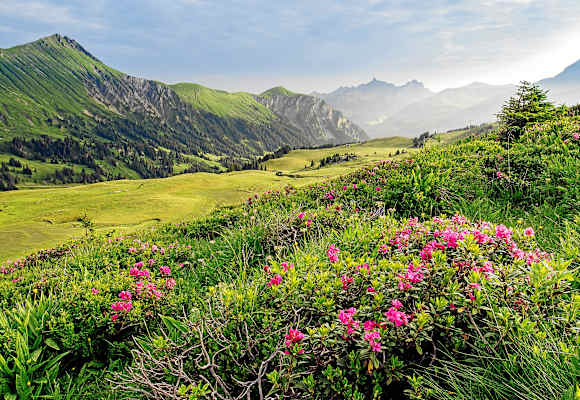 Simmental Lenk Berner Oberland