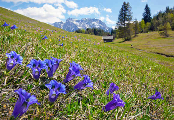 Hütte Blumenwiese Enzian