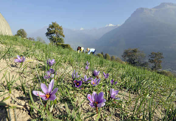 Safranblüten im Walliser „Safrandorf“ Mund