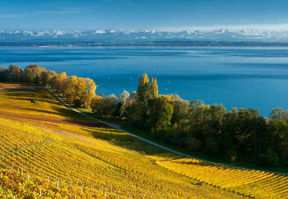 Rebberge und der tiefblaue Neuenburgersee mit Blick auf die Alpenkette
