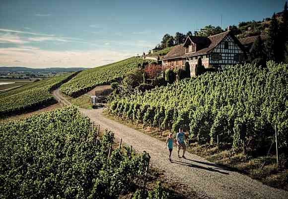 Die Weinberge im Thurgau in der Schweiz laden zu gemütlichen Spaziergängen ein.