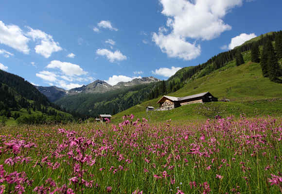 Ein Meer aus Blumen im Hubalmtal mit der Hubalm im Hintergrund