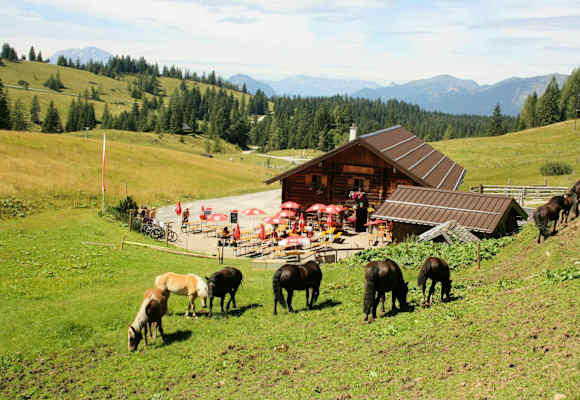 Unsere Tiere rund um die Edtalm
