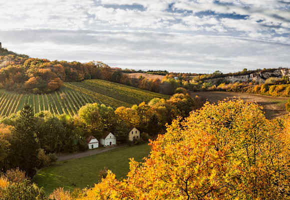 Weinberge in der Herbstsonne in Niederösterreich