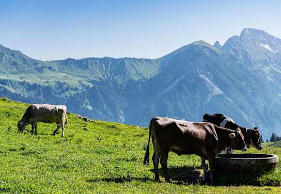 Bergwelten Wanderung Alm Alp Vorarlberg