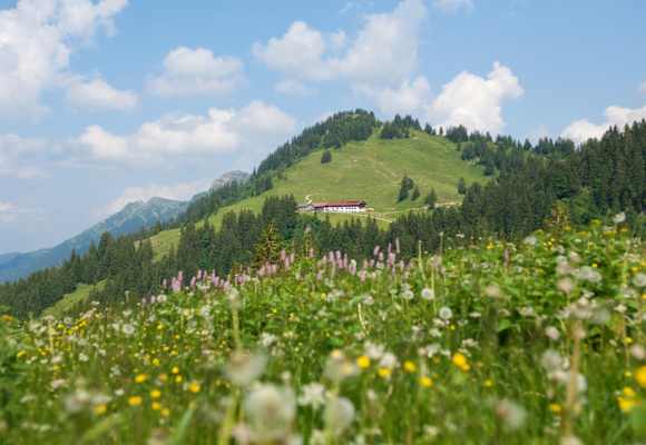 Auf dem Weg zum Falken