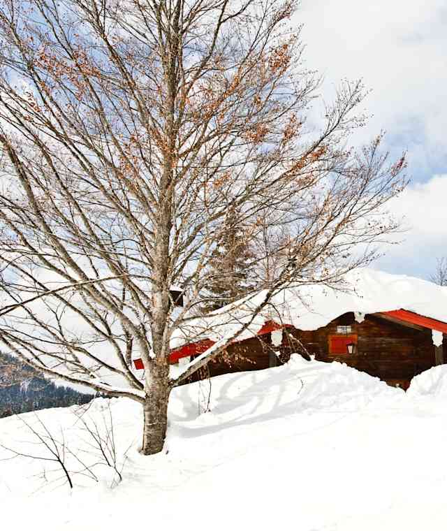 Die Winkelmoosalm-Hütte steht, wie auch die Winklmooshütte, auf der Winkelmoosalm, idyllisch in den Chiemgauer Bergen an der deutsch-österreichischen Grenze in Bayern. 