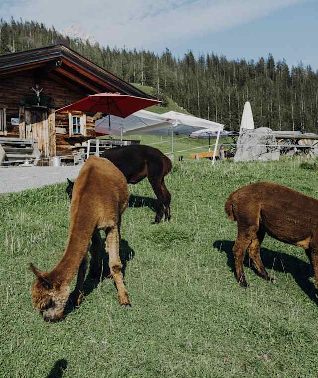 Hinterschießlingalm