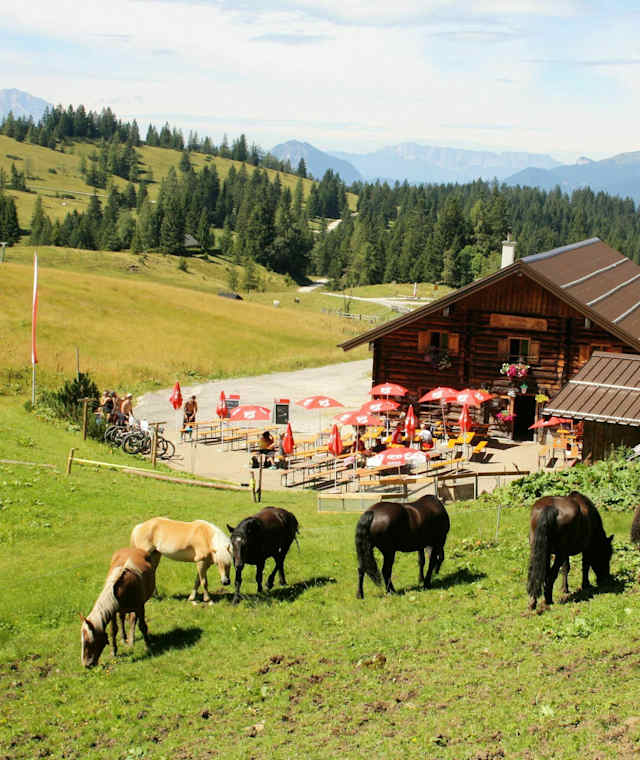 Unsere Tiere rund um die Edtalm
