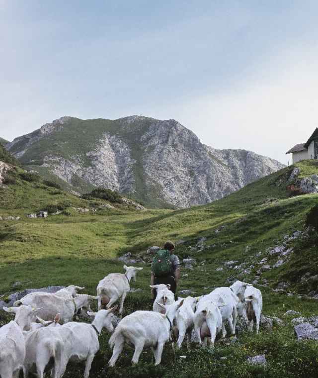 Begleitet von den Ziegen der Grabneralm auf den letzten Metern vor dem Admonter Haus.