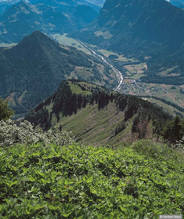 Wir mühen uns nicht mehr ganz so steil zwischen Fichtengruppen empor zur wenig abseits des Aufstiegs verfallenen Hangalpe, 1360 m.