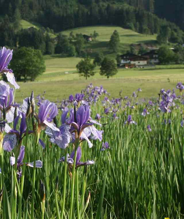 Wiese mit Iris bei Niedernsill
