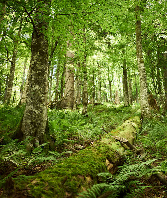 Lammertaler Urwald