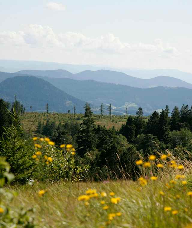 Blick über Grinden