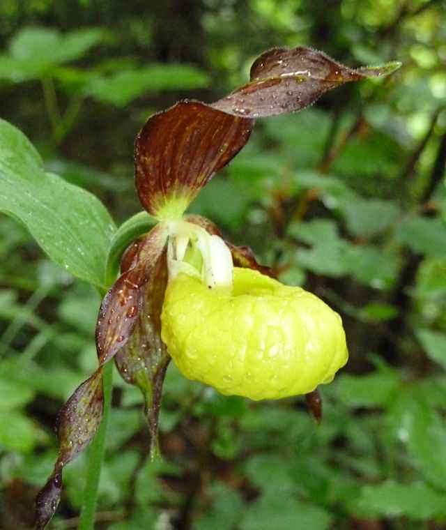 Frauenschuh im Wald
