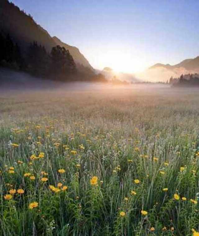 Weitsee - gelbe Blumen