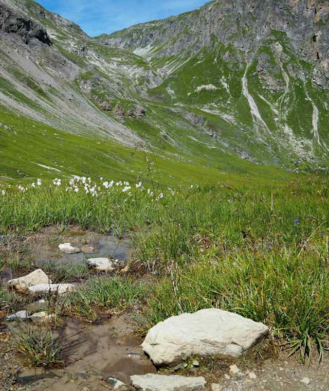 Almwiesen am Schlinigpass