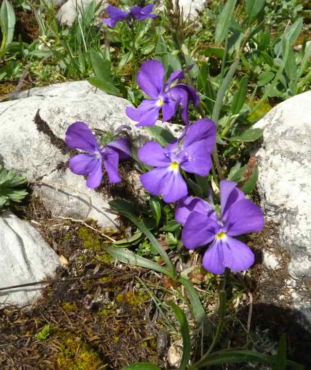 Wer die Augen offen hält, der findet vielleicht auch das Alpen-Veilchen.