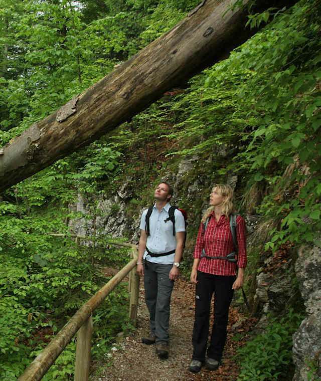 Am Alpenrosensteig beim Alpsee 