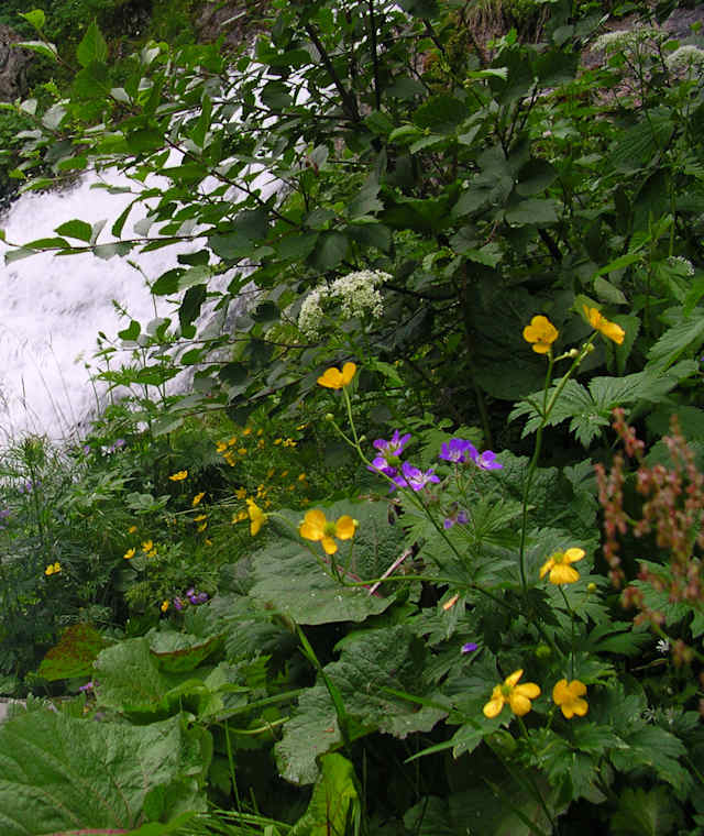 Wasserfälle entlang des Aufstiegs werden von einer sehr artenreichen und üppigen Flora begleitet.