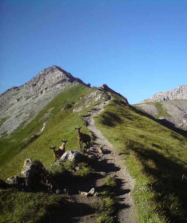 Schon auf dem Südrücken zum Augstenberg