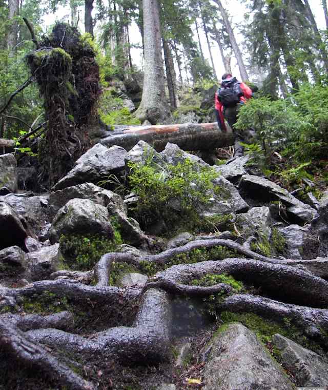 Der Pfad führt an dem über Felsen springenden Bach in einer feuchten Schlucht unter Baumriesen entlang.