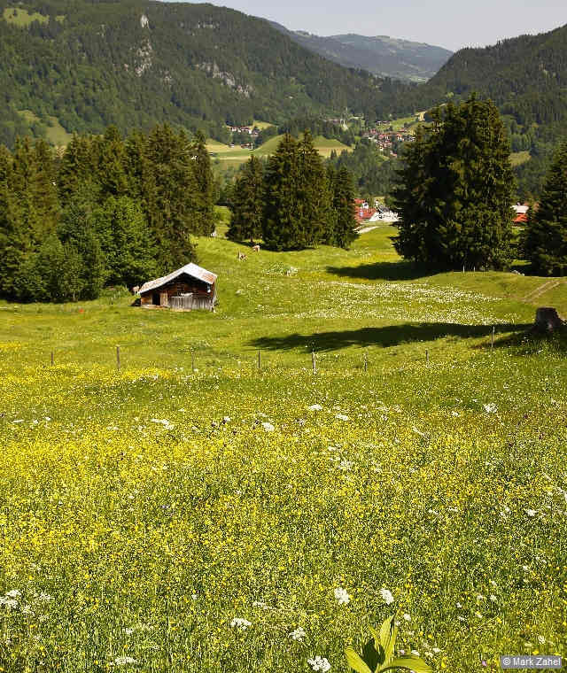 Wiesenlandschaft am Fuße des Söllerecks.
