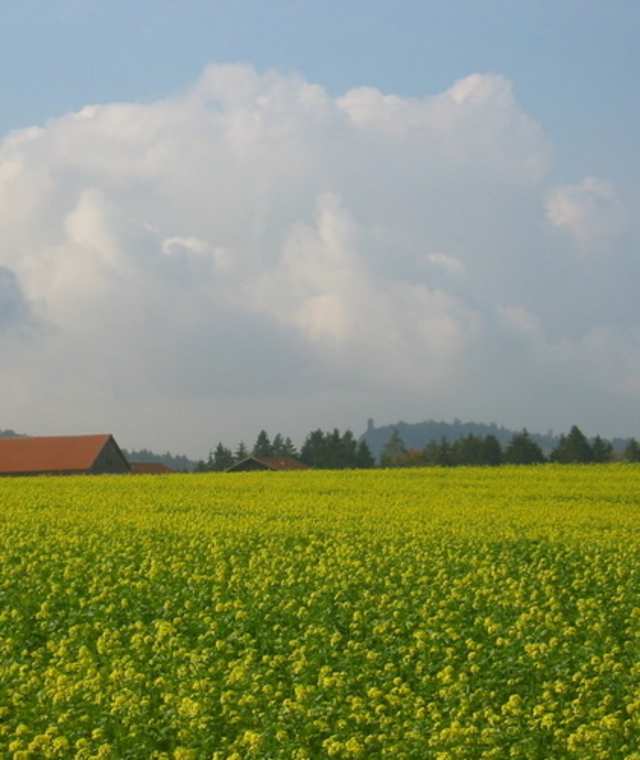 Goldsteig Zuweg Nr. 26: Von Brennberg ins Höllbachtal
