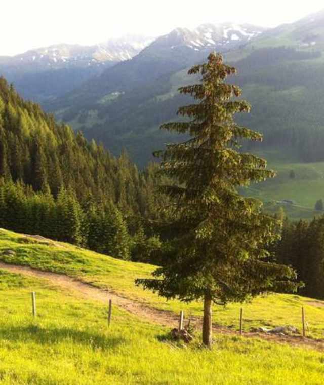 Buchegg Trail