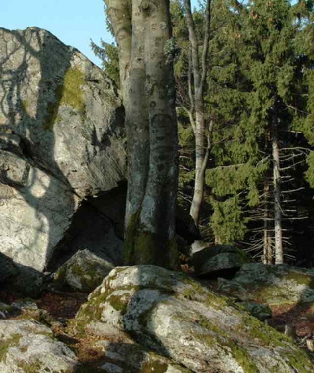 Goldsteig - Südvariante - Etappe 16: Von St. Englmar nach Grandsberg