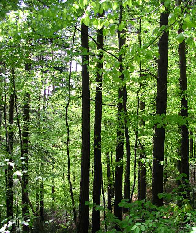 Schattige Waldpassage