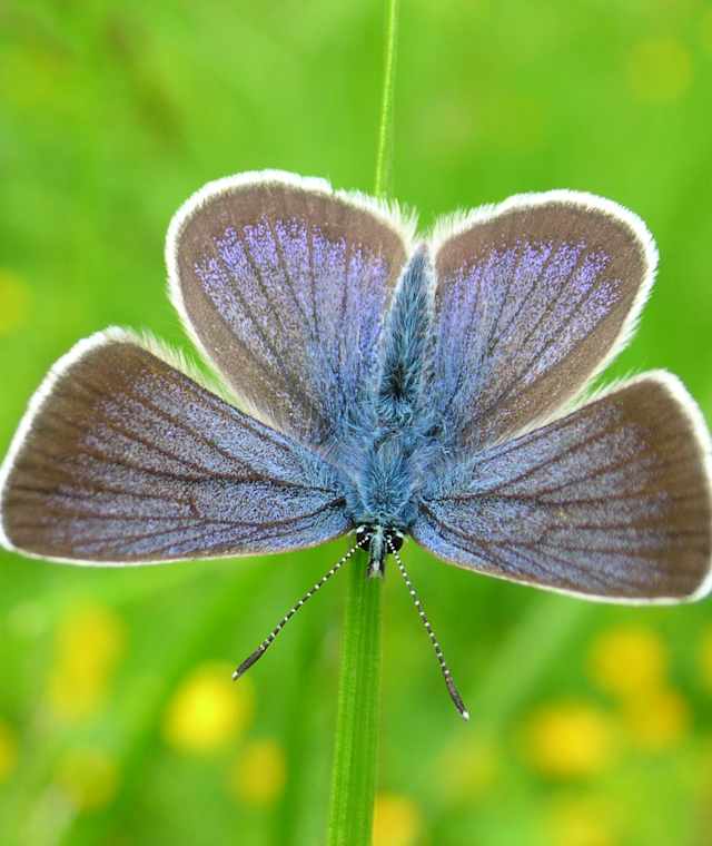 Schmetterling